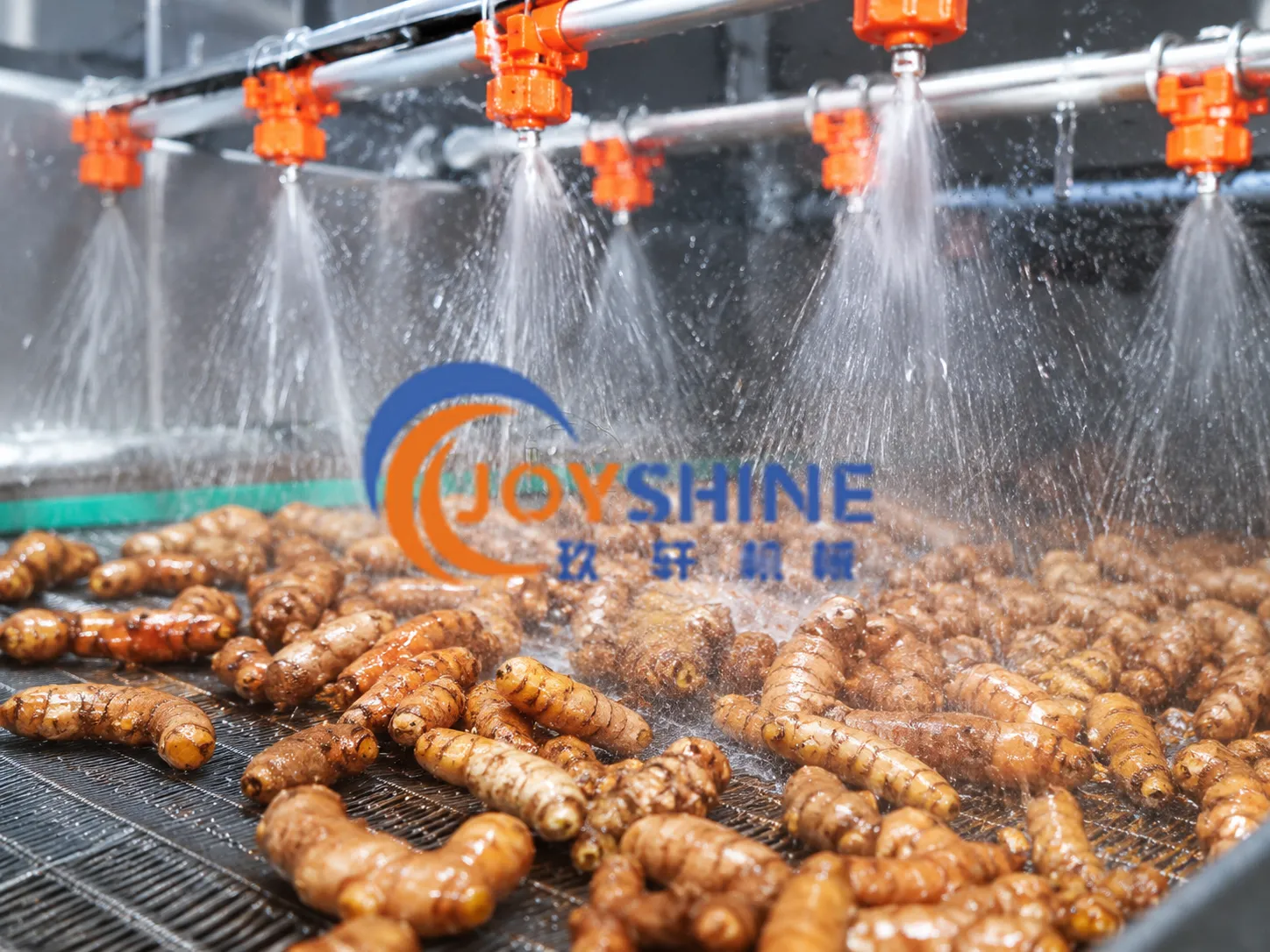Fresh turmeric cleaned by brush washing and high-pressure spraying